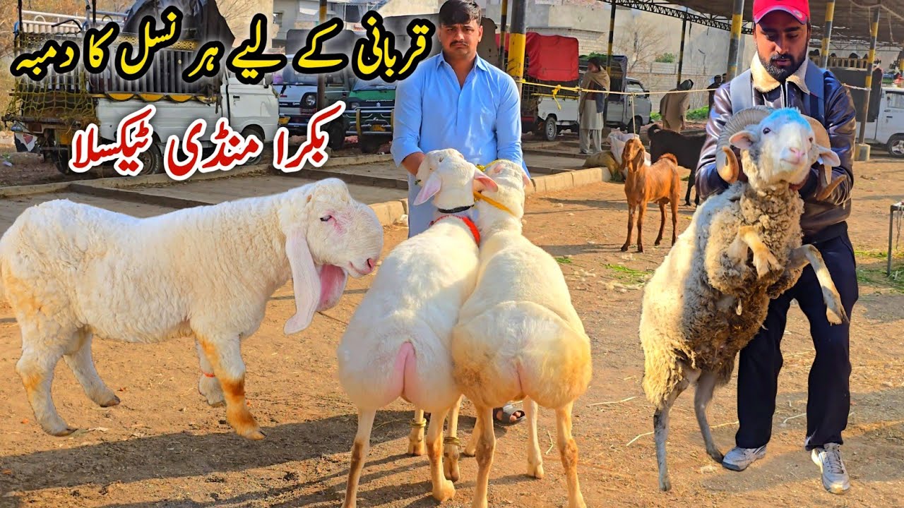 Qurbani K Dumby Bakra Mandi Taxila Update 2026 | Bakra Eid Session 