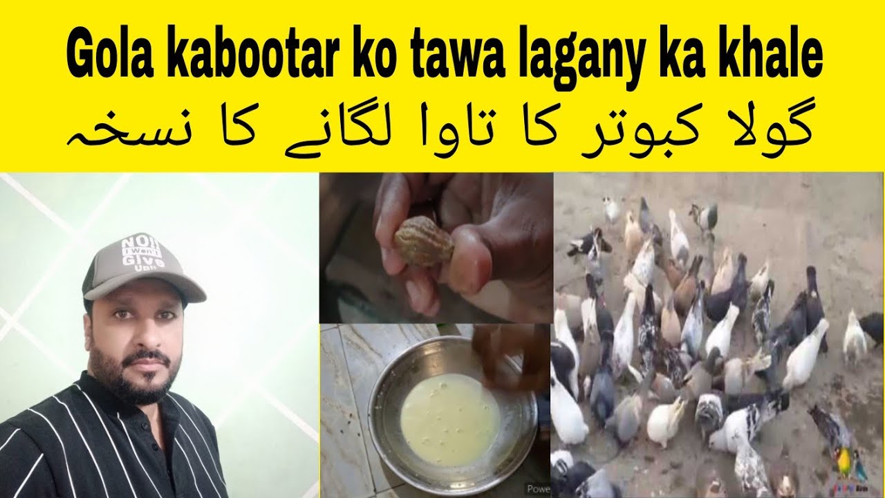 gola kabootar ko tawa laganay ka khale pani nuska