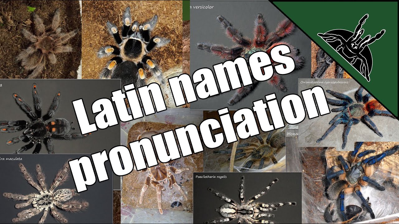 Pronunciation of latin/scientific Tarantula names EP01