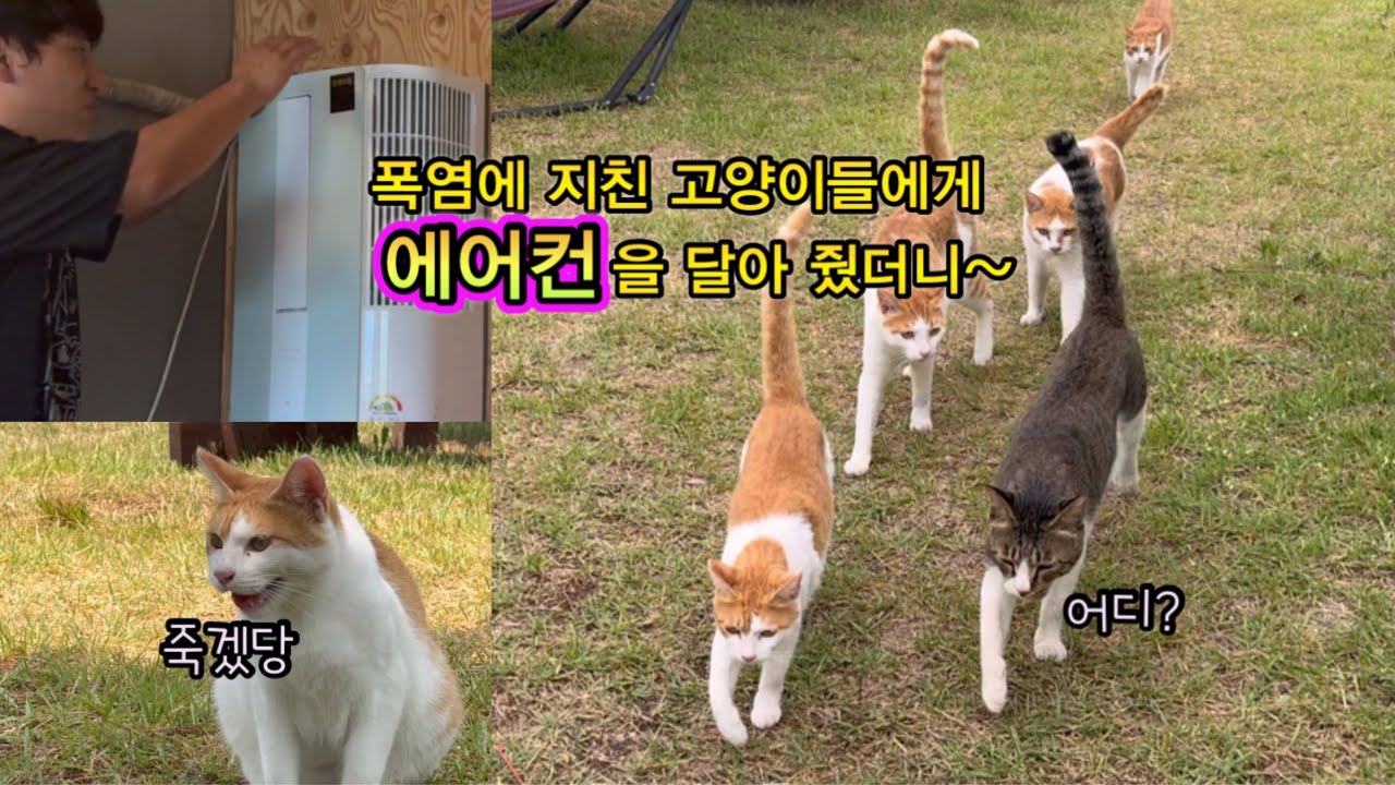 온동네 고양이들이 몰려왔다…
