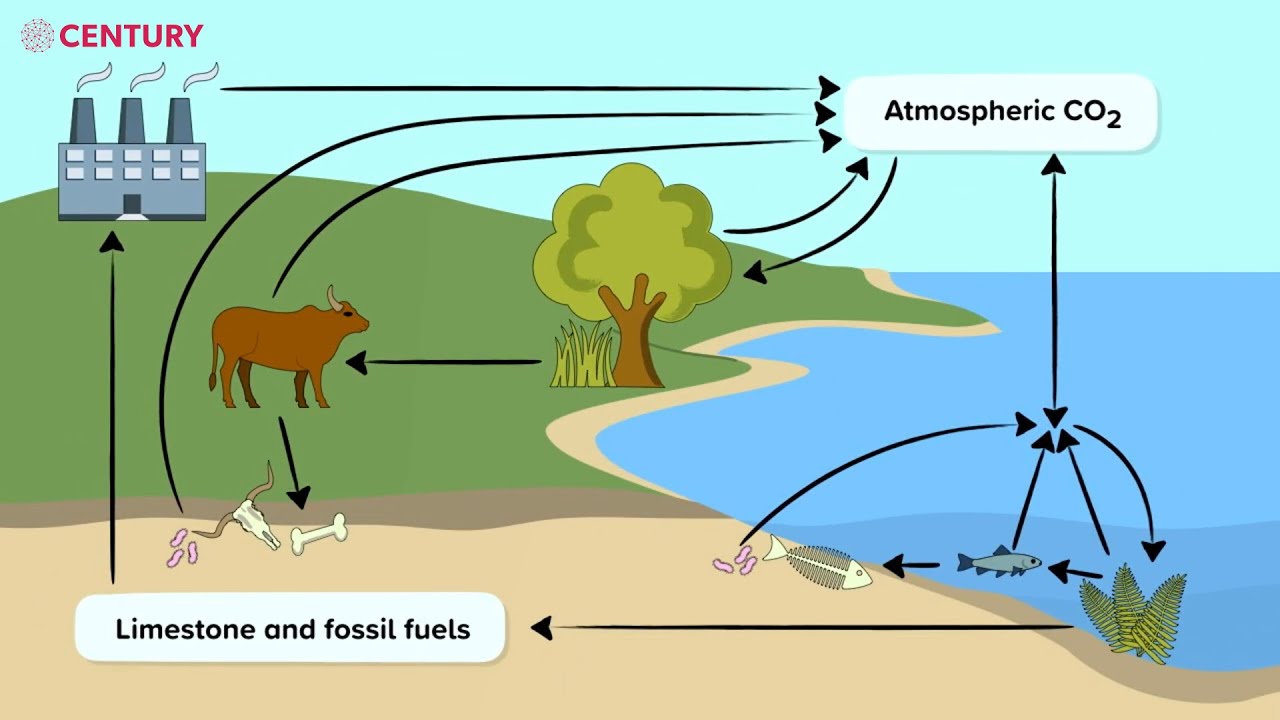 The Carbon Cycle | KS3 Science