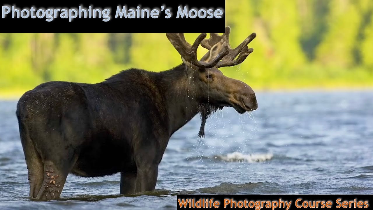How to Photograph Maine Moose & Loons