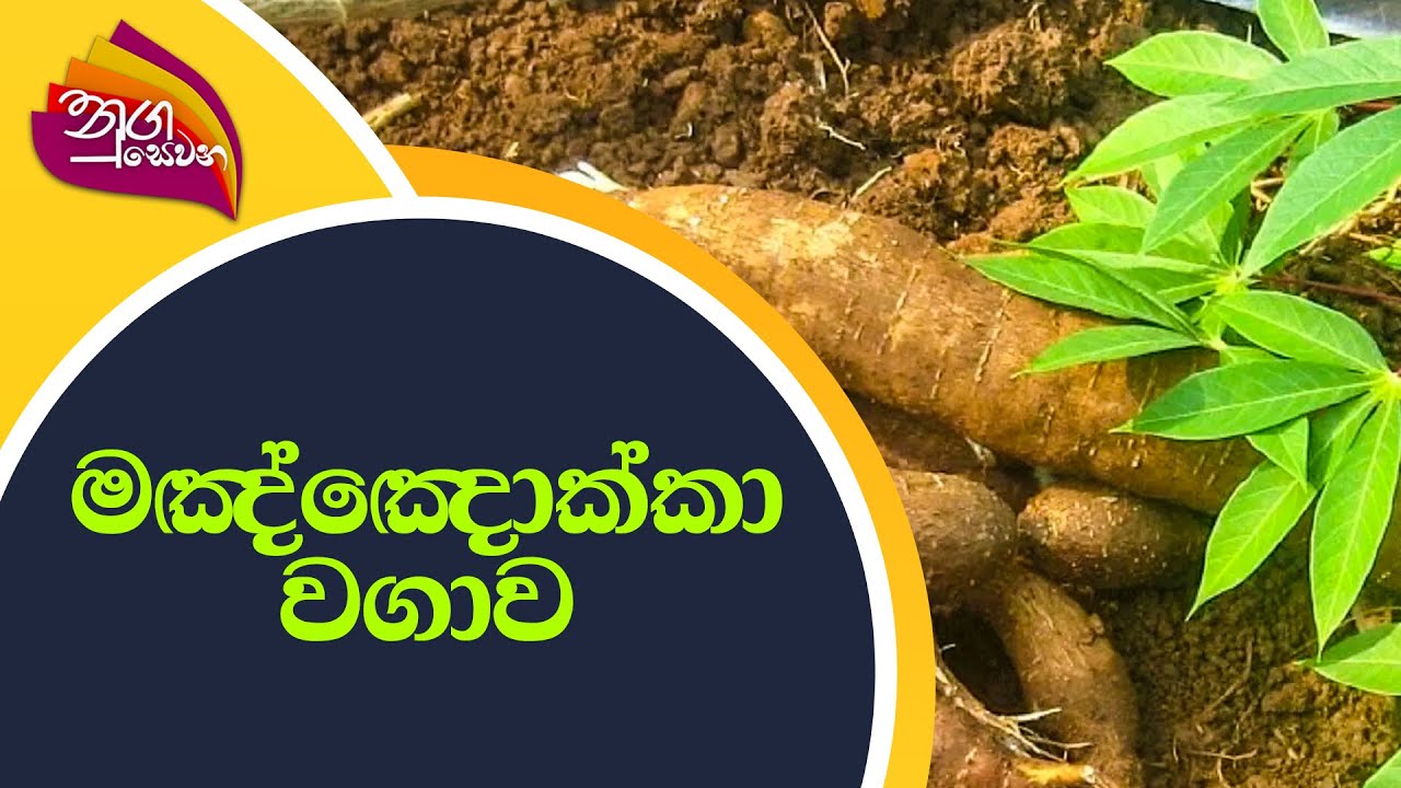 Nugasevana - Gewathu Wagawa | මඤ්ඤොක්කා වගාව | 2022-06-20 | Rupavahini