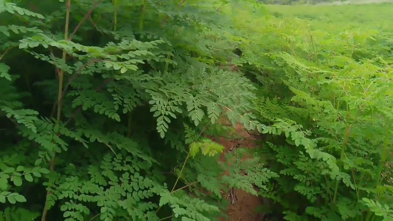 Moringa