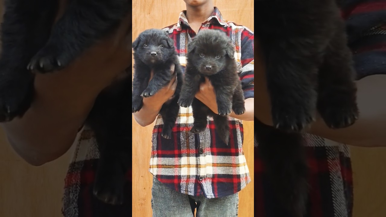 top quality black gsd puppy 😍😍