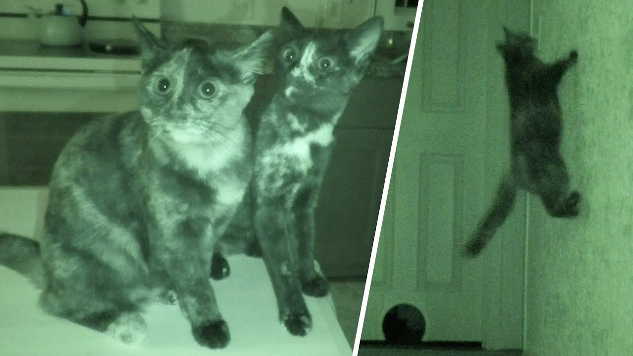 What Cats Do At Night 2