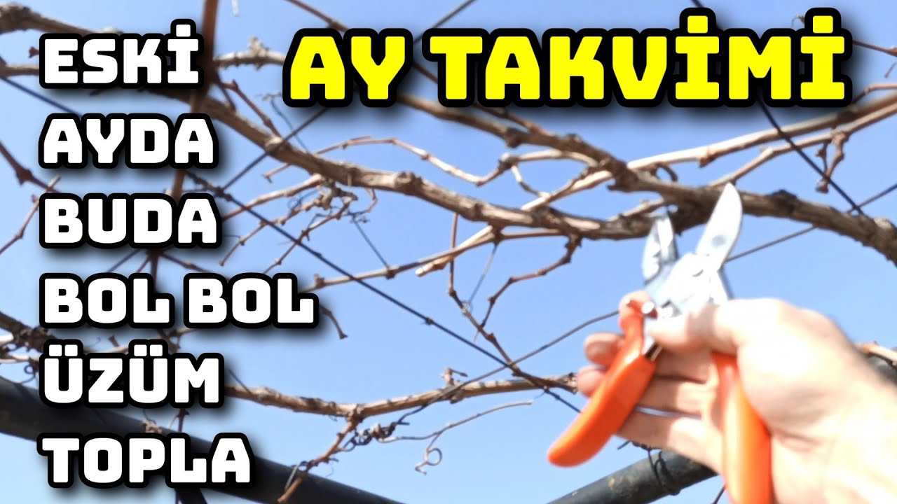 Ayın Eskisinde Budanır, Bol Bol Üzüm Toplanır