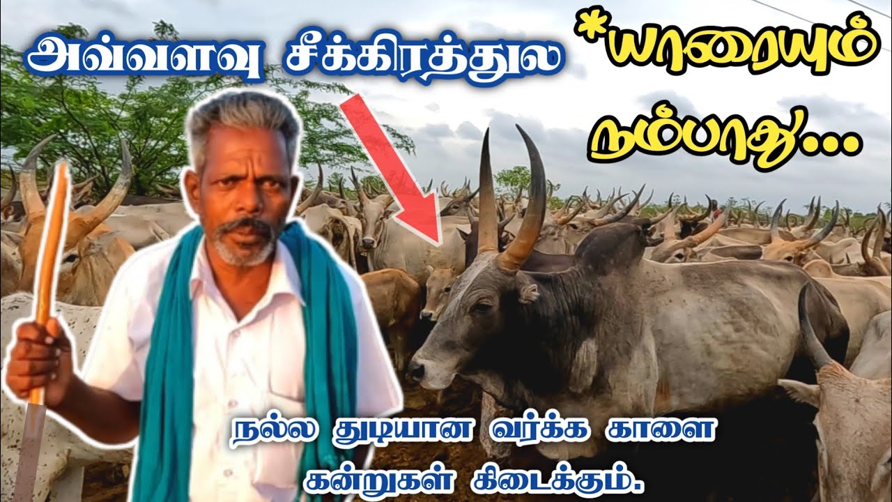 💥🤩😱 ரொம்ப பொறுமையா மேய்க்கனு அவ்வளவு சீக்கிரத்துல 