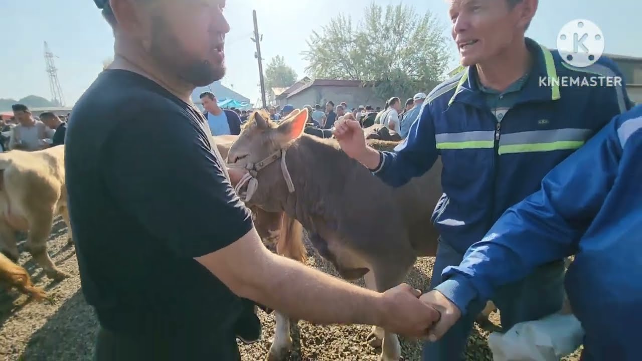 АНДИЖОН ШАХРИХОН ЧУЖА МОЛ БОЗОРИ ЭНА БОЛ СИГИР НАРХИ ВА БУГОЗЛАР НАРХИ КАНЧА БУЛДИ БУНСИ