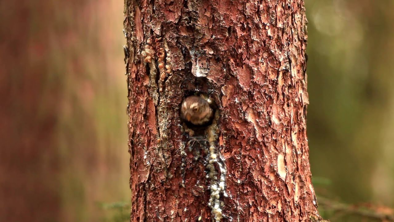 Kulíšek nejmenší (Glaucidium passerinum), Prachaticko 2016