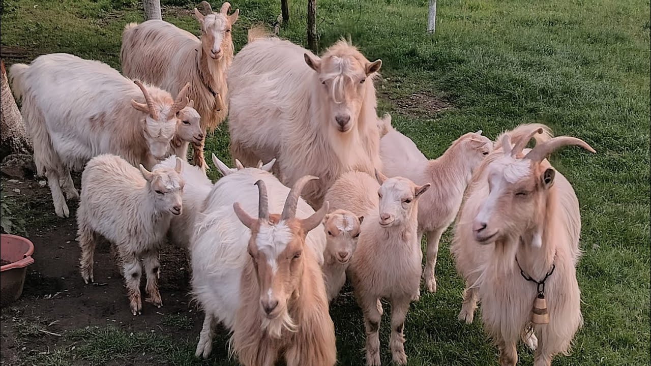 Au scos cloștile - iepurașii- mulți pui, pe la animale 🦃🦆🌸🐇#cătălinandtheanimals #goat #fyy