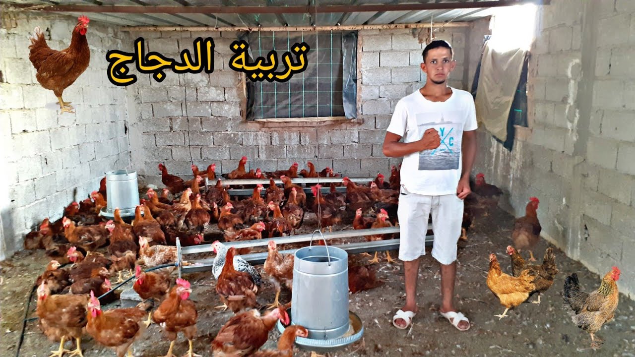 زيارة عند مولوع بالدجاج + مشروع تربية الدجاج ناجح 100%