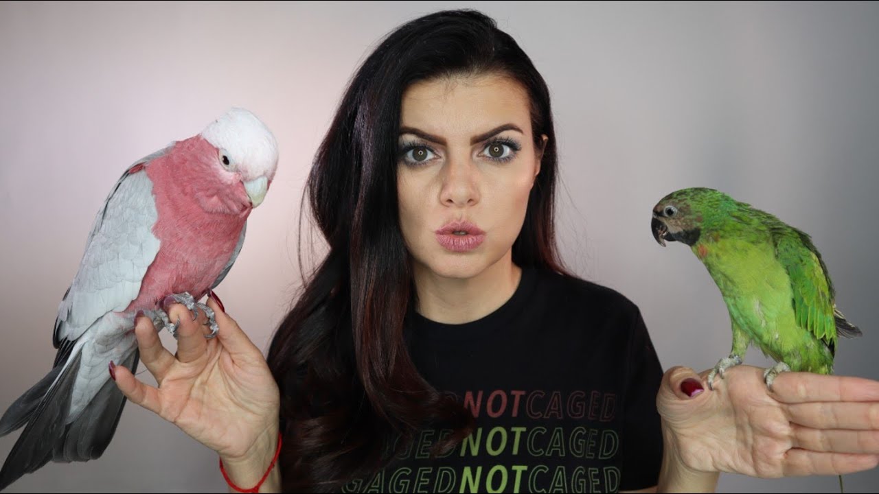 How To Get Two Birds To Get Along | PARROT TALK | MARLENE MC'COHEN