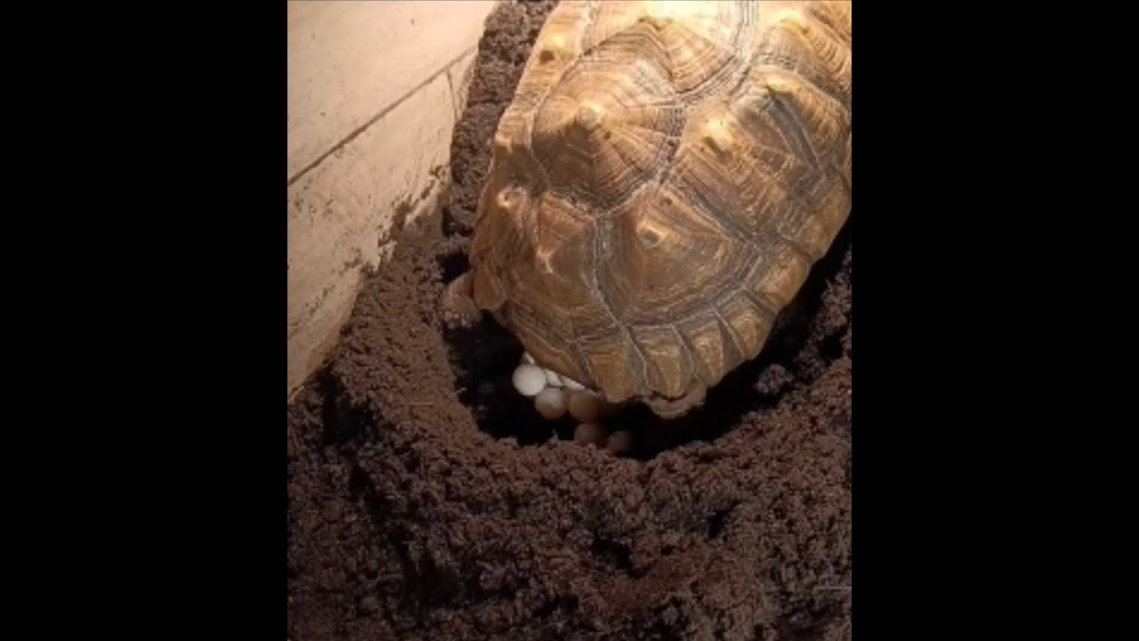 Unglaublicher Moment : Eiablage unserer Riesenschildkröte - Sulcata Geochelone - Spornschildkröte