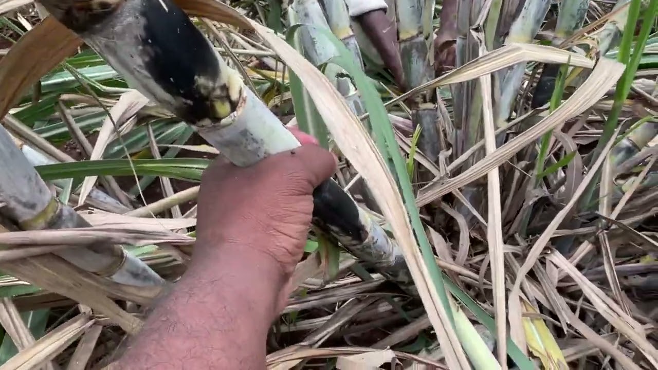 15012 ऊस संगोपन. मेहनतीची गोडी आता जाणवतेय.