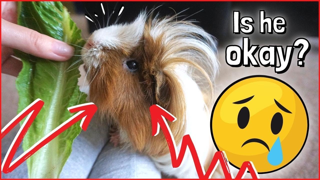 Pedro had a Seizure?! Strokes and Seizures in Guinea Pigs 😰