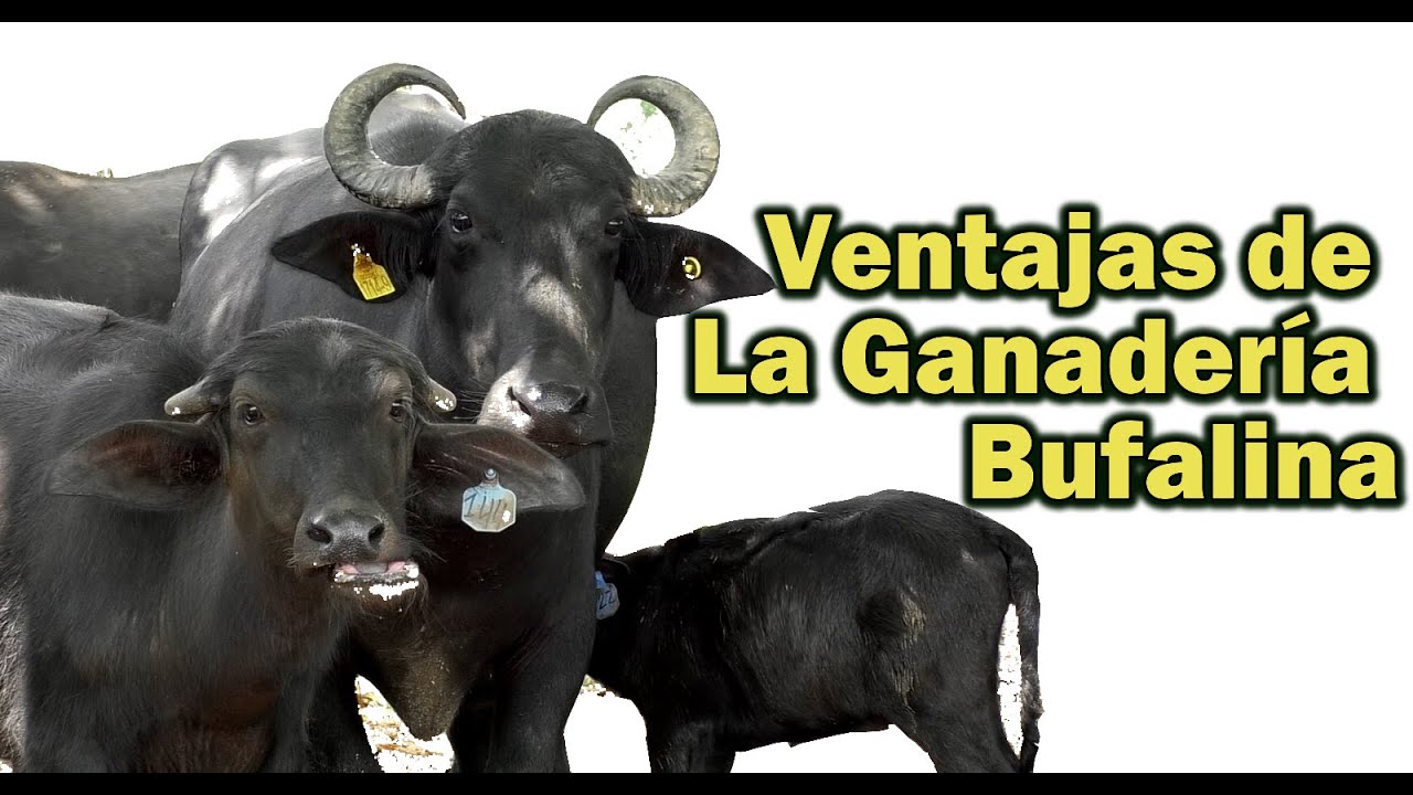 Ventajas de la Ganadería Bufalina
