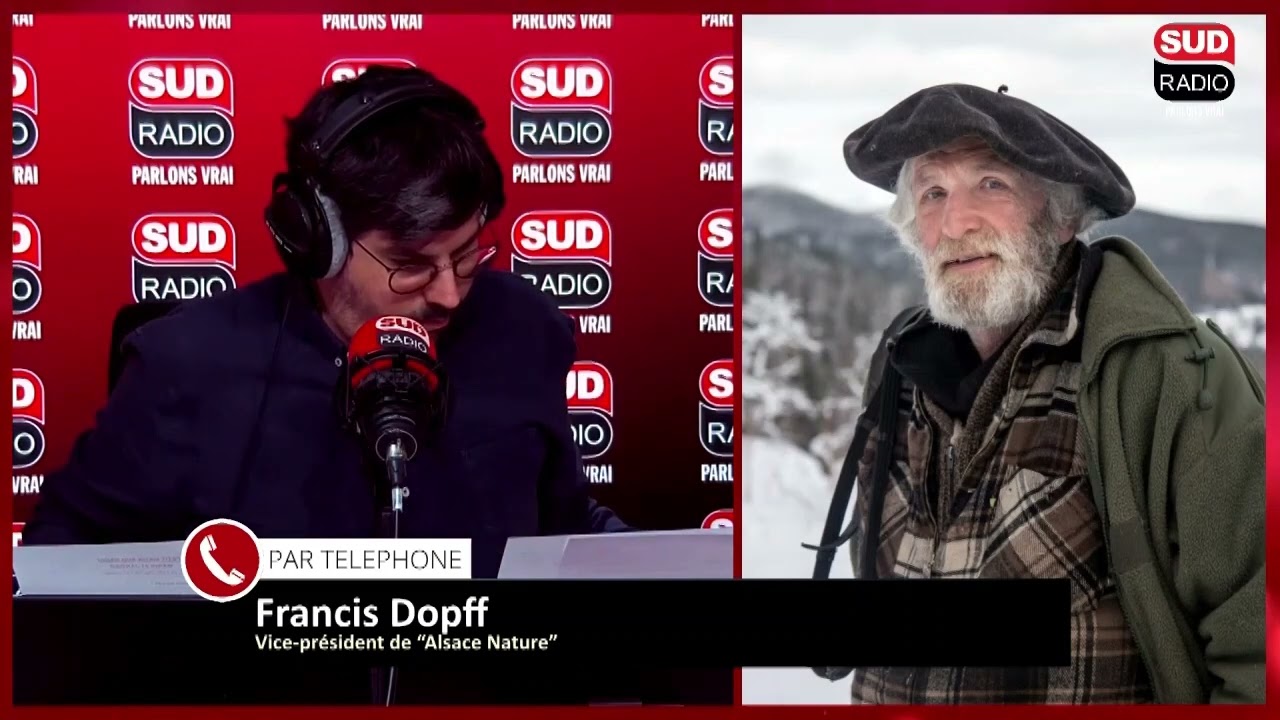 Les chasseurs du Haut-Rhin refusent de tuer plus de cerfs pour r&eacute;guler la for&ecirc;t