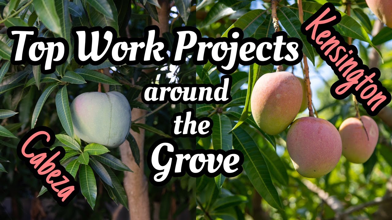 Top Work Projects Around the Grove | 'Cabeza' and 'Kensington'