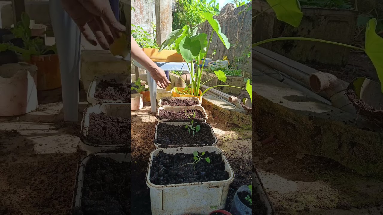 tanam baby kailan di pot bekas#shorst #gardening #caramerawattanaman #berkebun