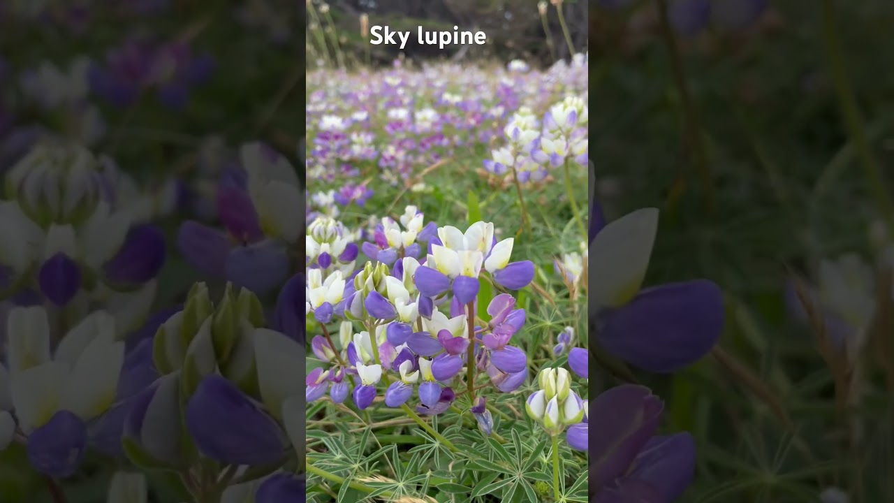 #superbloom #nature #flower #beach #travel #california #flowers