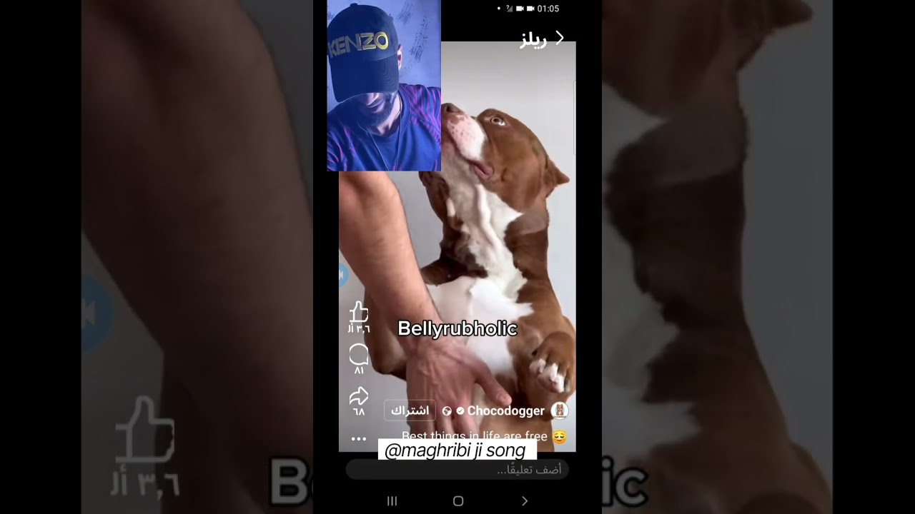 ضحكت حتى دمعت… شوف شنو دار هاد الكلب 🤣🐕كلب واحد = ألف ردة فعل 😂#dog #dogs #reaction #funnydog #smart