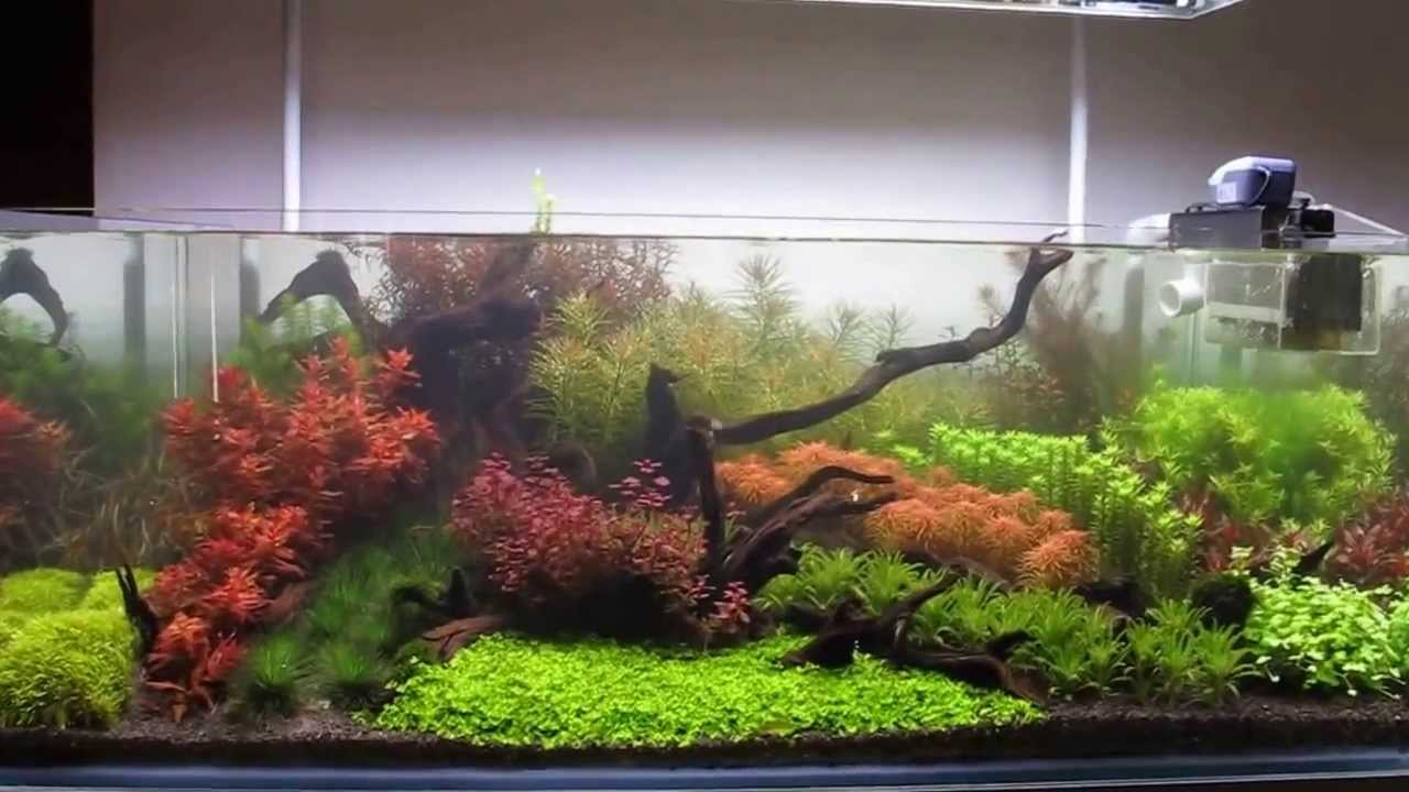 120 Gallon Dutch Hybrid planted aquarium