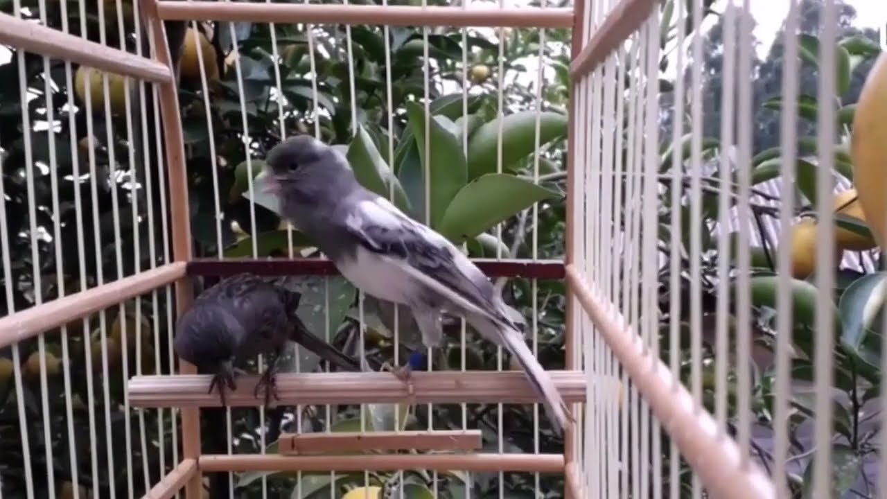 Belgian Canary singing for mating #canarias #canary #canarios #cute #cutecanaty #beautifull #sing