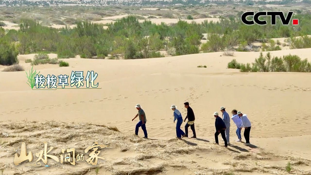 真的改变了沙漠！实地探访蚂蚁森林，快来看看你的梭梭树长得怎么样？| CCTV「山水间的家 第二季」