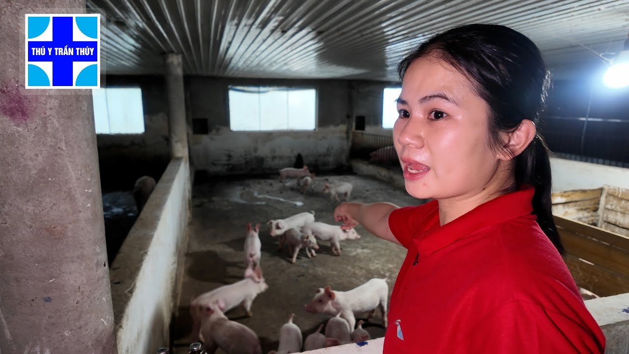 Lợn ho dai dẳng, ho kéo dài chữa mãi không khỏi là bệnh gì?