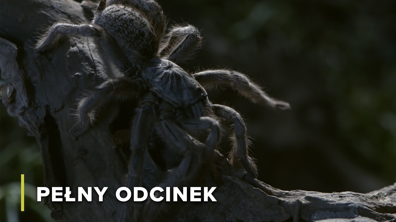 W świecie jadowitych zabójców | Szpony i szczęki Afryki 102