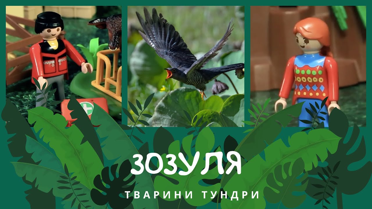 Зозуля. Тварини Тундри | КоМарко