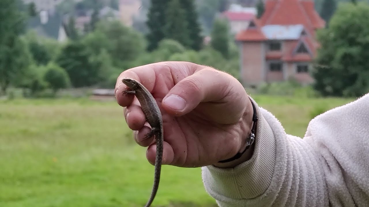 Живородящая ящерица / Zootoca vivipara в Карпатах