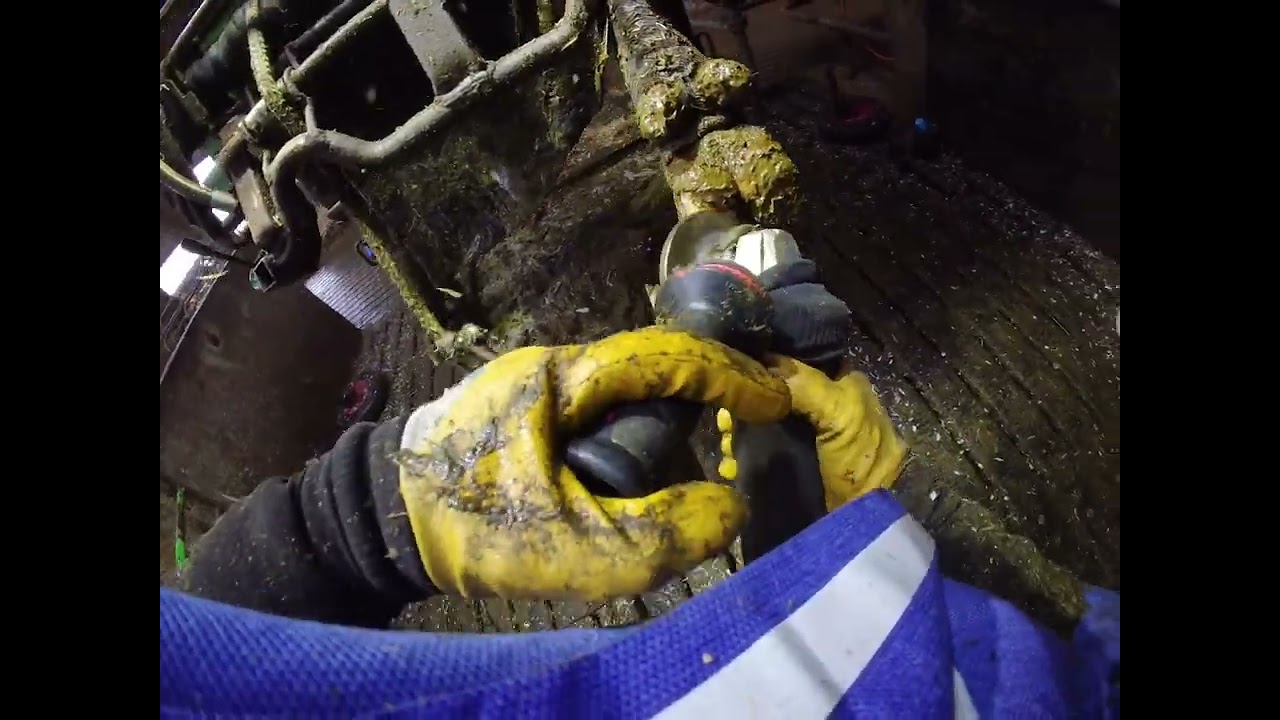 Der komplette Ablauf der #klauenpflege einer #kuh ! 