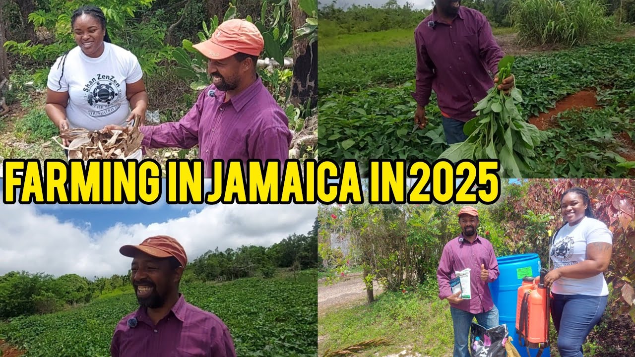 REVISIT A BEAUTIFUL FARM IN MANCHESTER JAMAICA WITH ME