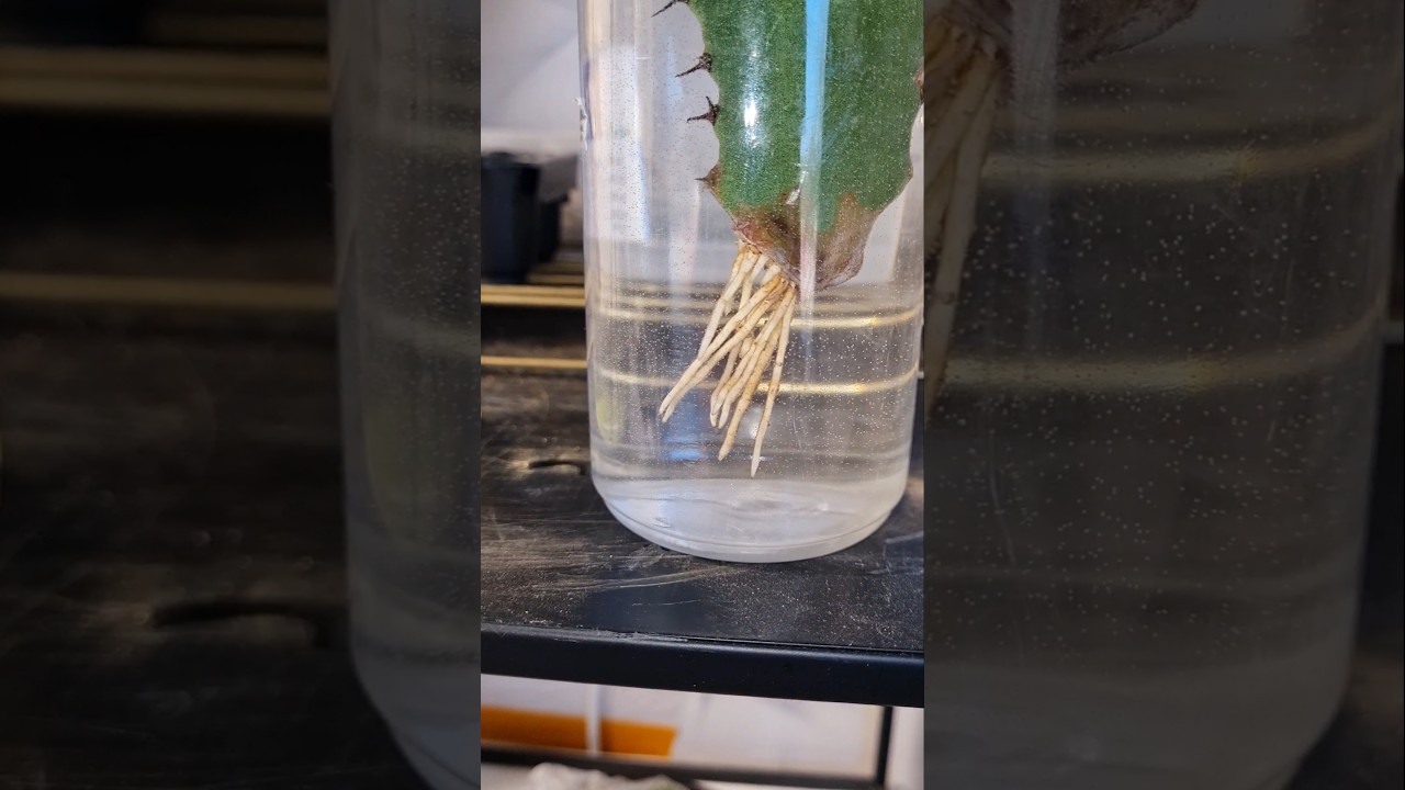 Wolfsmilchgew&auml;chs Euphorbia Steckling bewurzeln #kaktus #plants