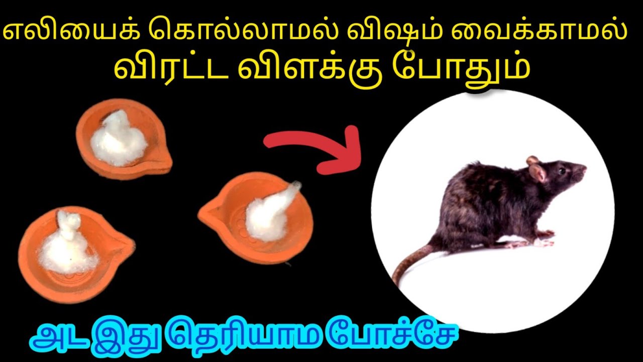 அடுத்த 100 வருசத்துக்கு ஒரு எலி கூட வீட்ல இருக்காது/Kitchen Tips in Tamil/@Nalini Manick Cooking
