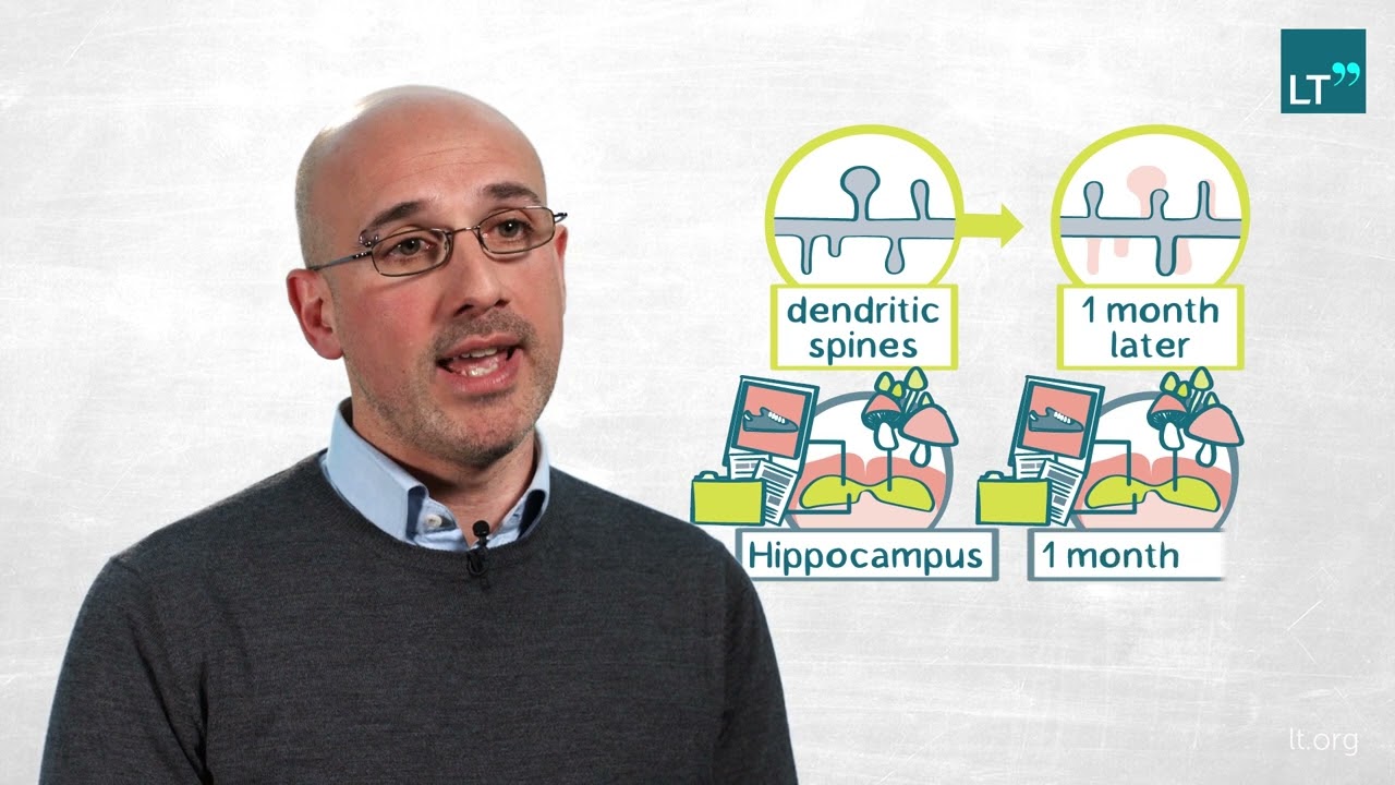 What are the basic principles that govern synaptic plasticity?