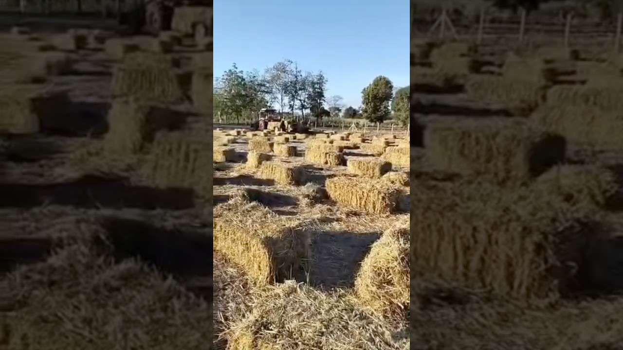 T หมาย 🌴🌳🌱 #thailand #camping #campinglife #thananyadesigner