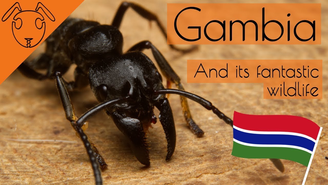 Gambia and its fantastic wildlife