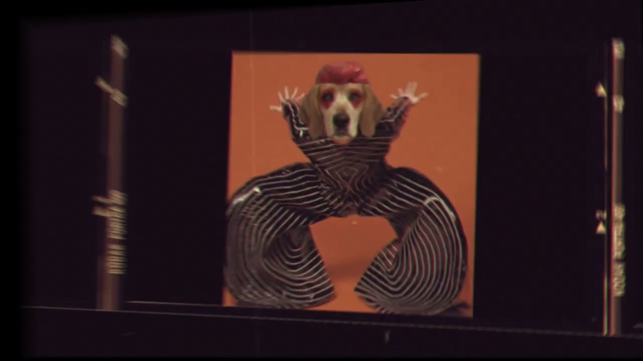 Doggy Bowie