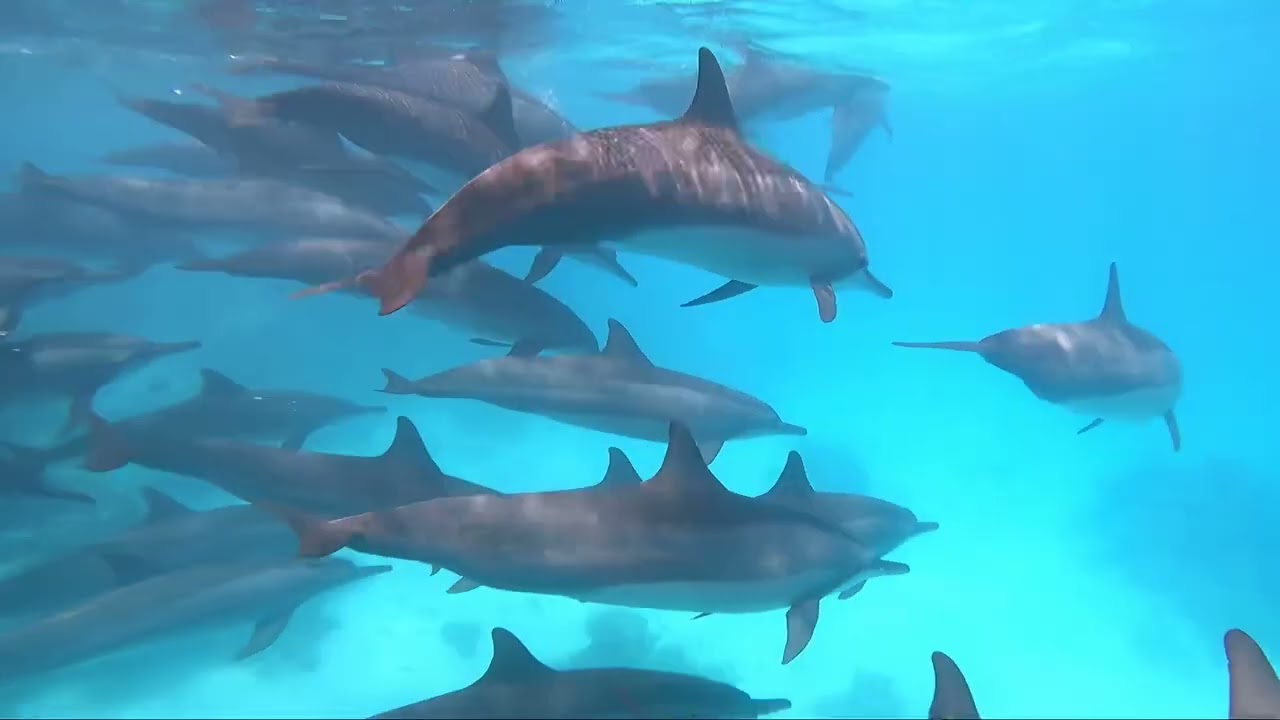 Maldives Underwater World