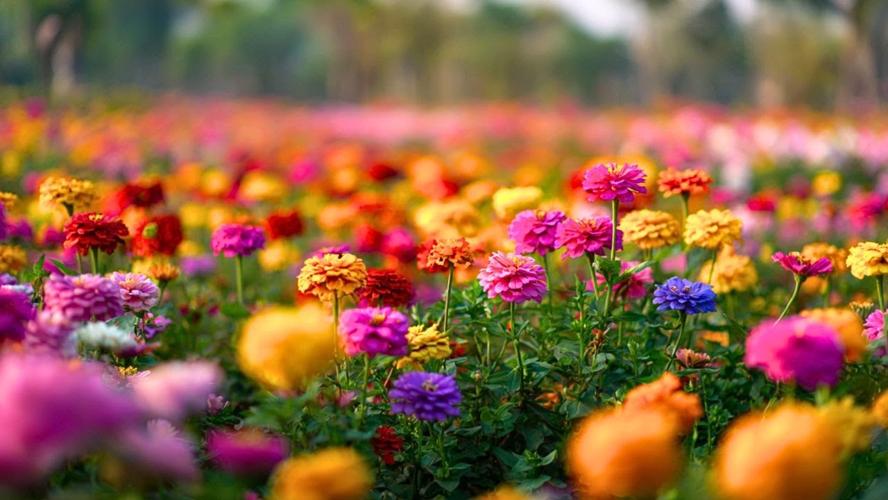 Relaxing Music for the Soul - Immerse Yourself in Nature | Study and Sleep Well