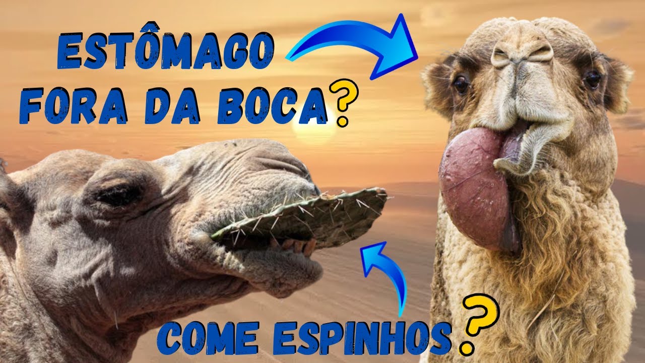 CAMELOS E DROMEDÁRIOS COMEM ESPINHOS E CACTOS? COLOCAM O ESTÔMAGO FORA DA BOCA? BEBEM REFRIGERANTE?