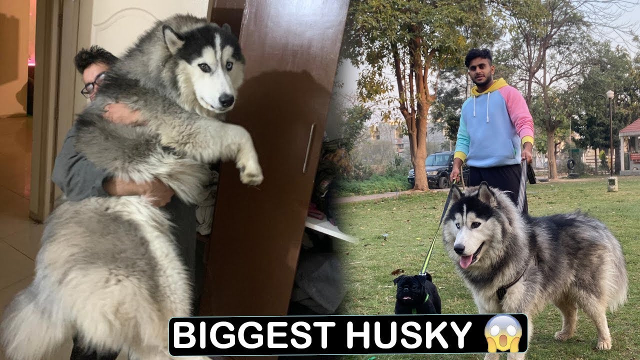 Biggest Husky in india?| Pulkit vamp