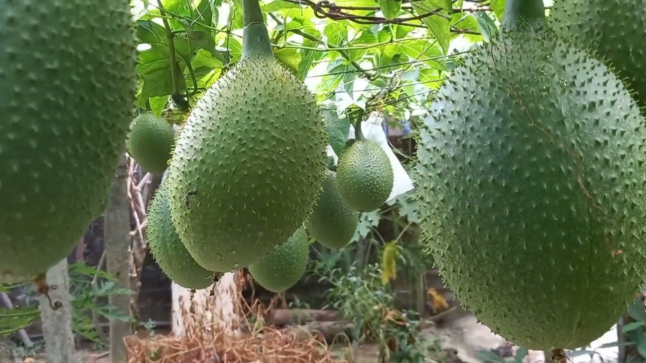 bí quyết trồng gấc cực kỳ nhiều quả ra hoa  nào là đậu quả ngay !!
