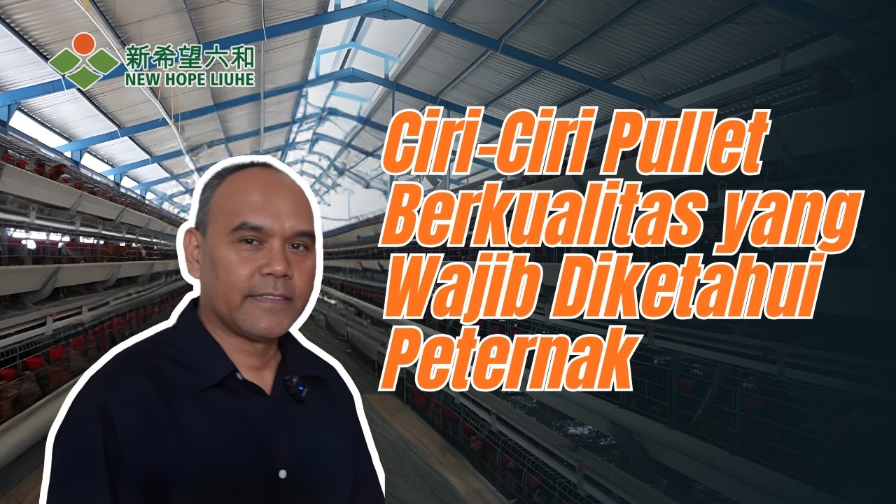 Peternak Wajib Tahu! Ciri Ciri Pullet yang Baik