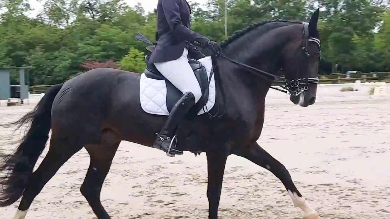 Reprise Dressage Amateur 1 imposé B (B4)