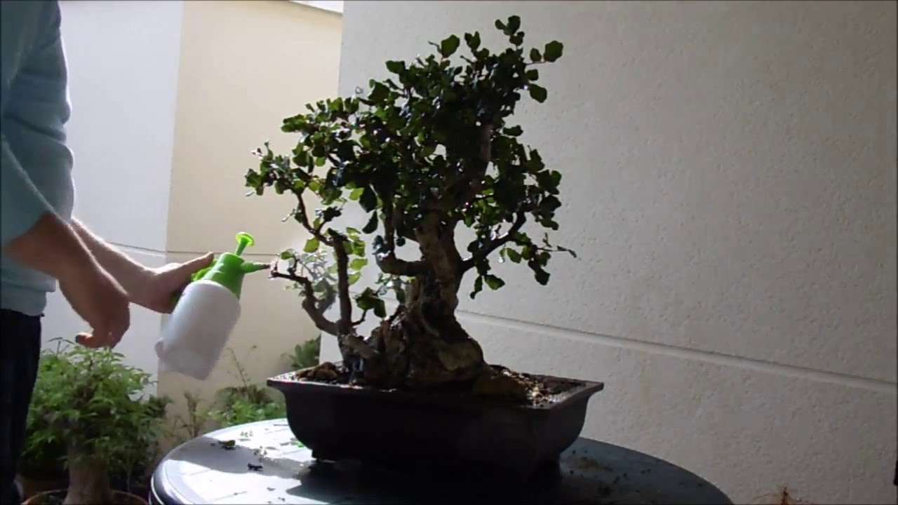 Como acabar con la Cochinilla, tratamiento químico y manual