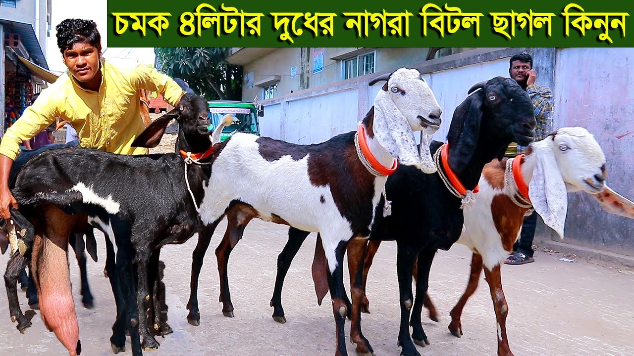 চমক দেখুন ৪লিটার দুধের নাগরা বিটল ছাগল সহ আকর্ষণীয় সব ছাগল goat farm